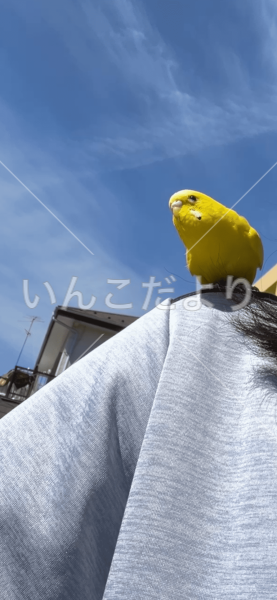 コメントの画像