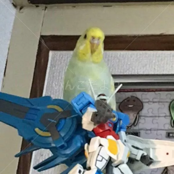 コメントの画像