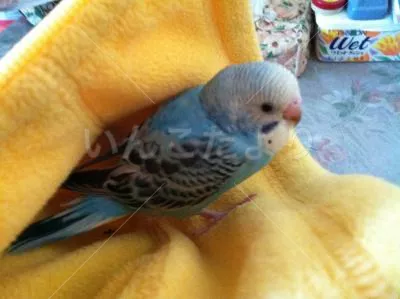 コメントの画像