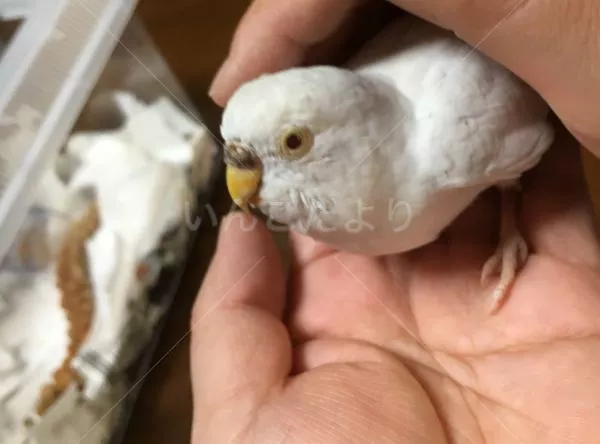 コメントの画像