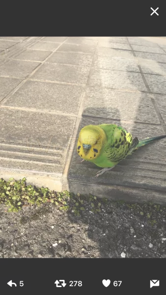 コメントの画像