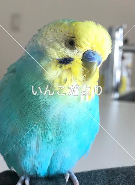 コメントの画像