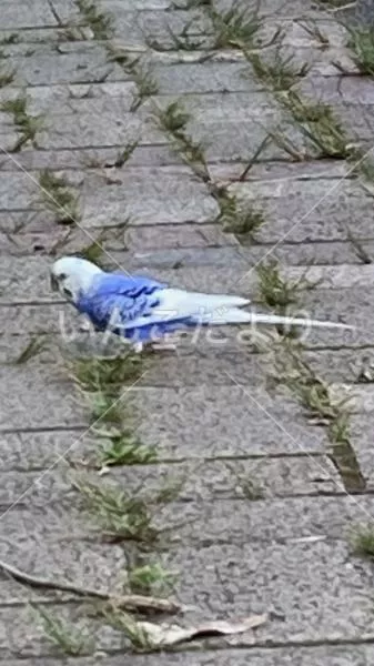 コメントの画像