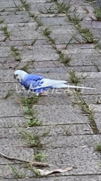 コメントの画像