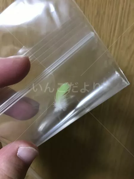 コメントの画像