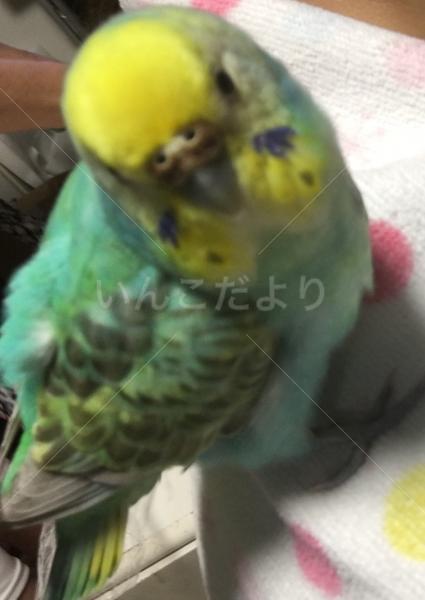 コメントの画像