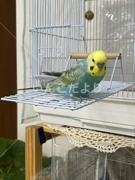 コメントの画像