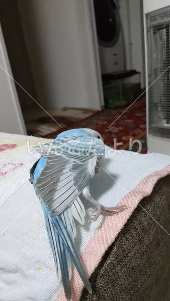 コメントの画像