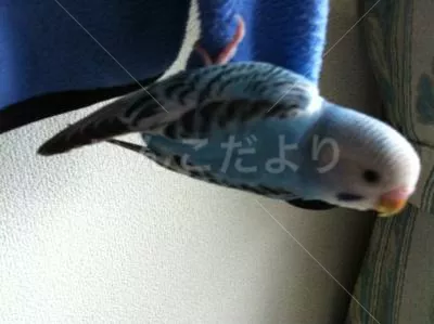 コメントの画像