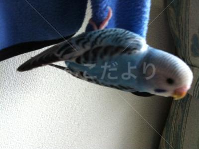 コメントの画像
