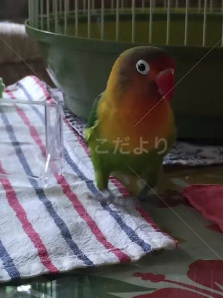 コメントの画像