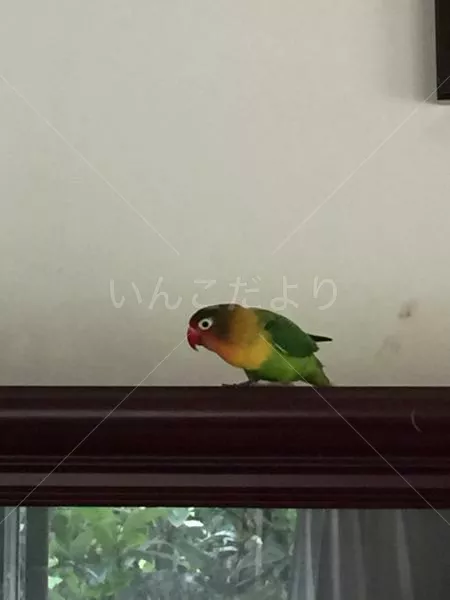 コメントの画像