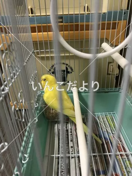 コメントの画像