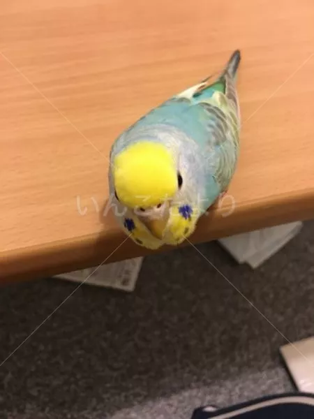 コメントの画像