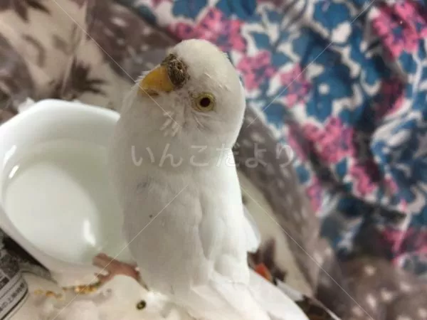 コメントの画像