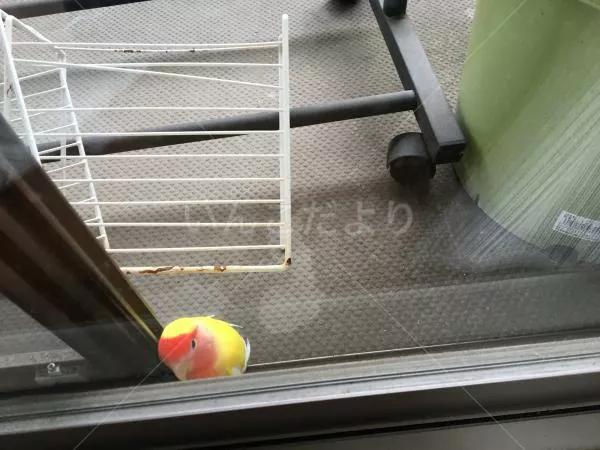 コメントの画像