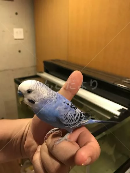 コメントの画像