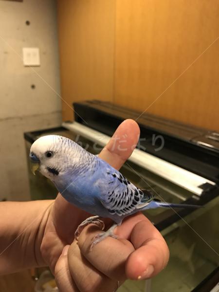 コメントの画像
