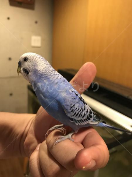 コメントの画像