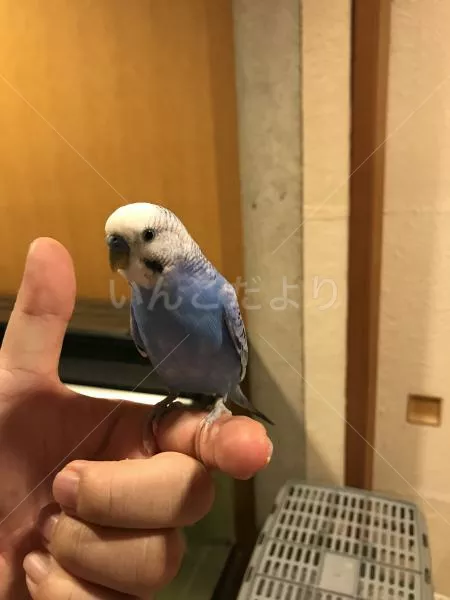 コメントの画像