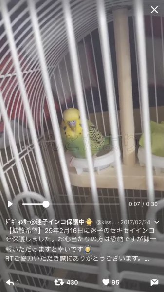 コメントの画像