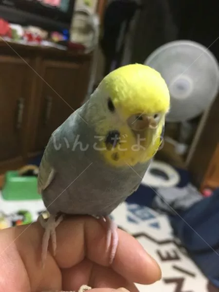 コメントの画像