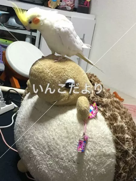 コメントの画像