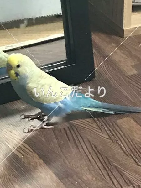 コメントの画像