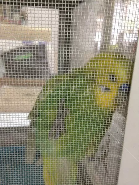 コメントの画像