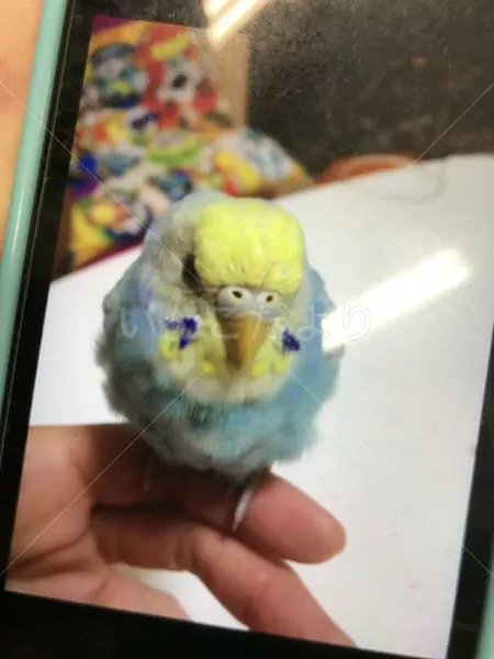 コメントの画像