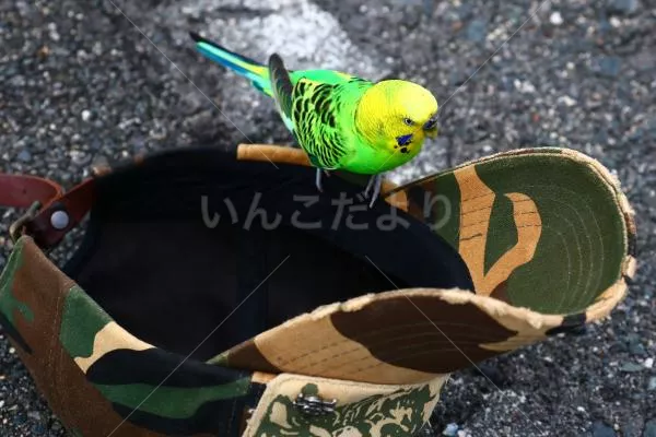 コメントの画像