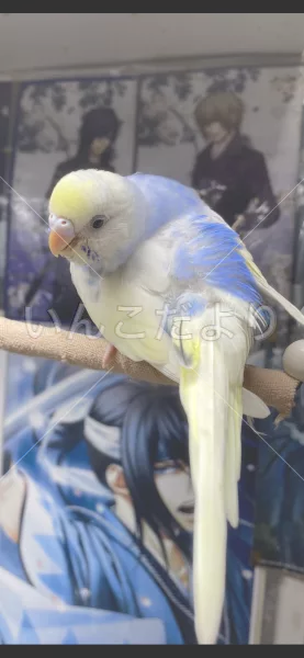 コメントの画像