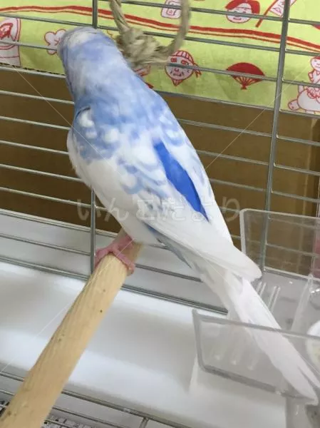 コメントの画像