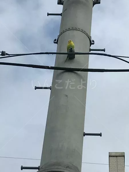 コメントの画像