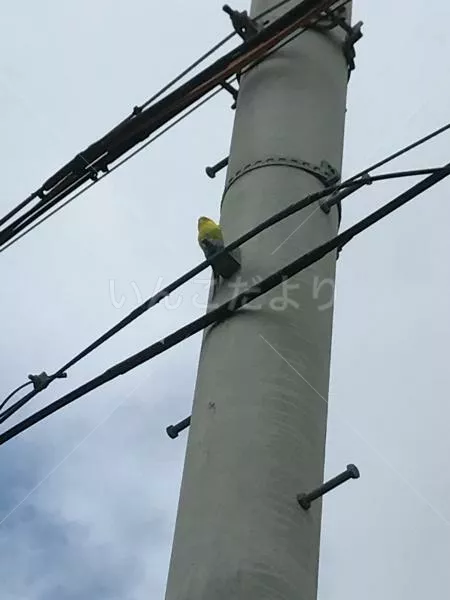 コメントの画像