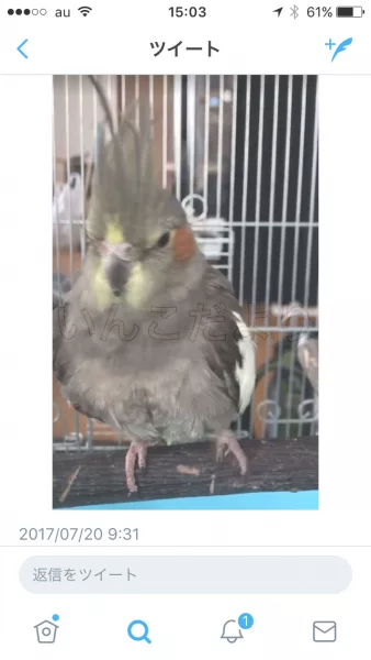 コメントの画像