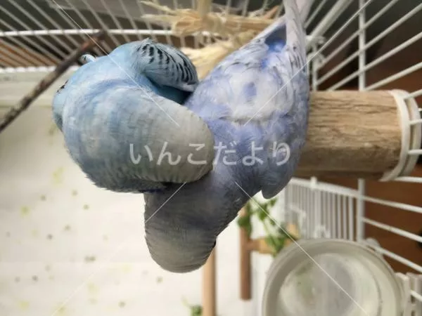 コメントの画像