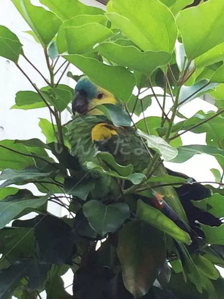 コメントの画像