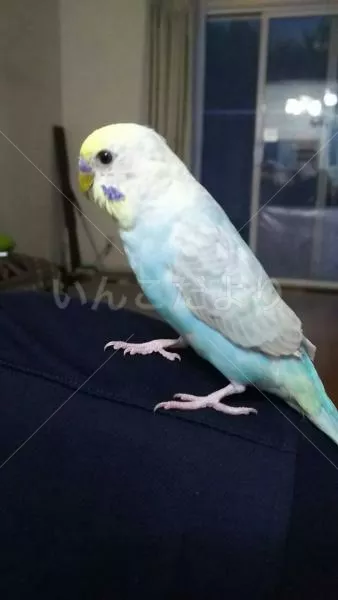 コメントの画像