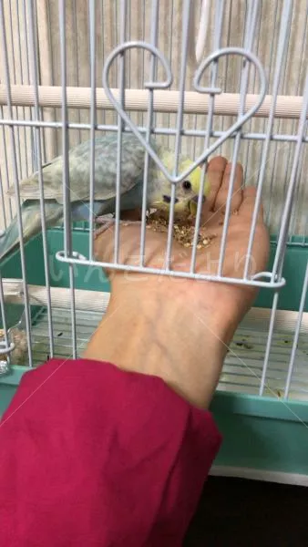 コメントの画像