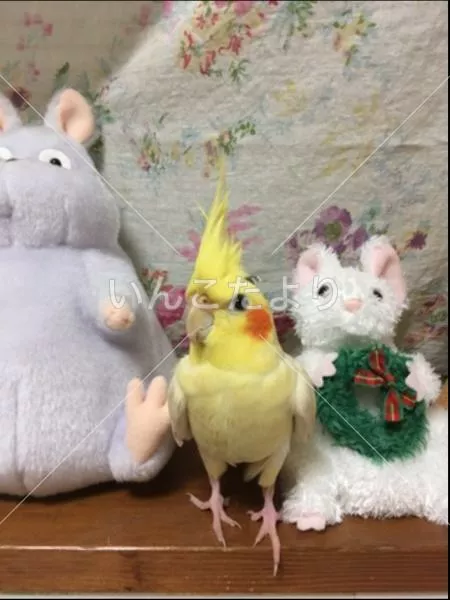 コメントの画像