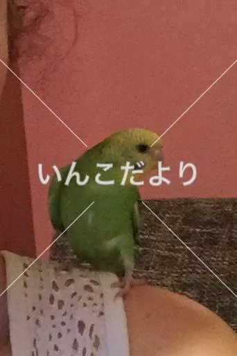 コメントの画像