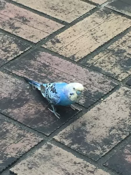 コメントの画像