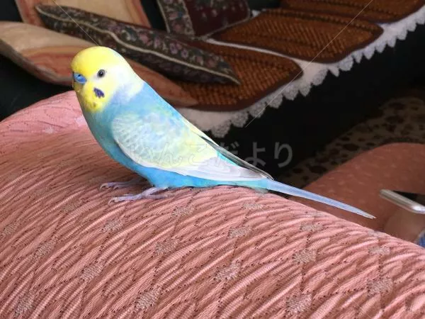 コメントの画像