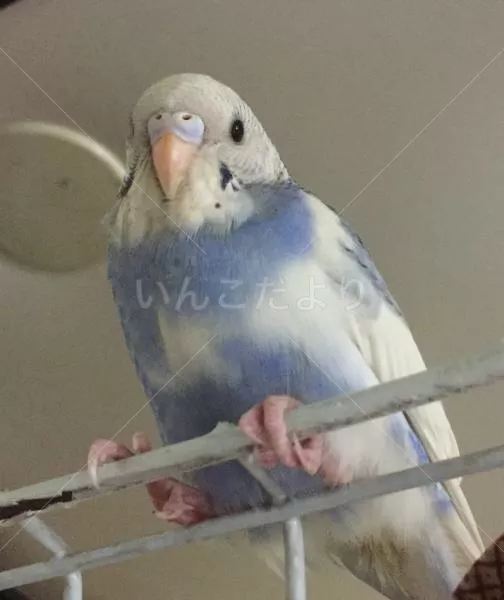 コメントの画像