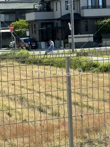 コメントの画像