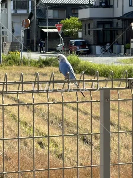 コメントの画像