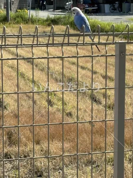 コメントの画像