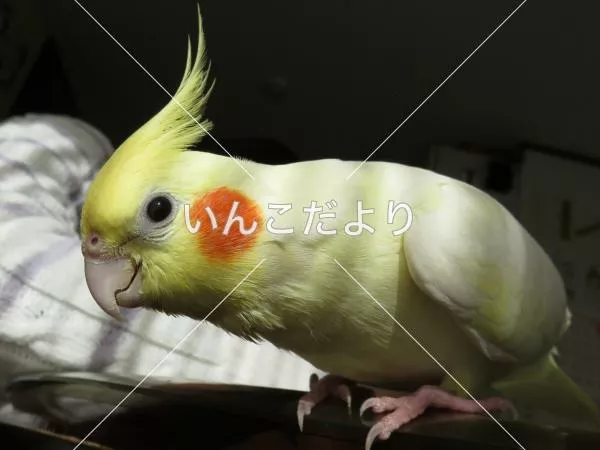 コメントの画像