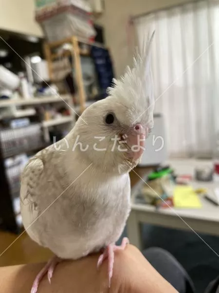 コメントの画像